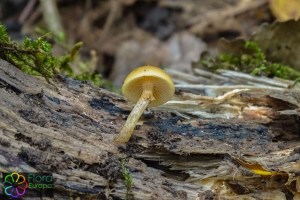 Galerina autumnalis (1).jpg_product